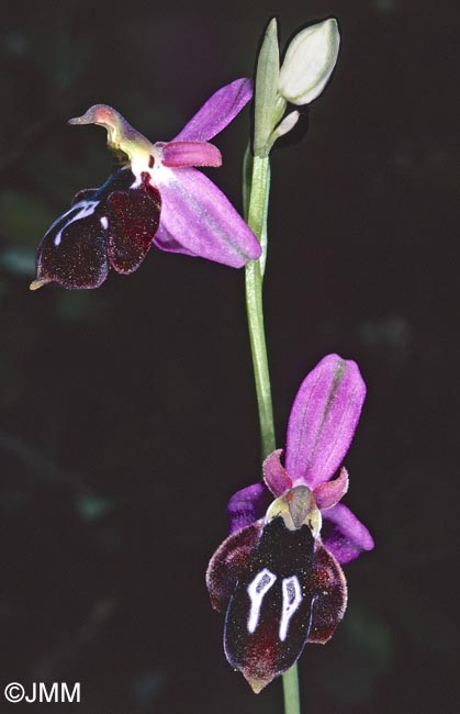 Ophrys antiochiana