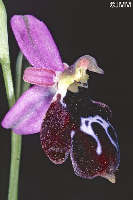 Ophrys antiochiana