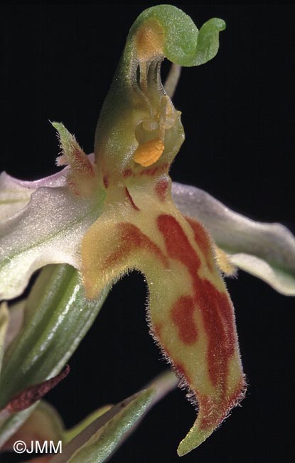 Ophrys apifera f. trollii