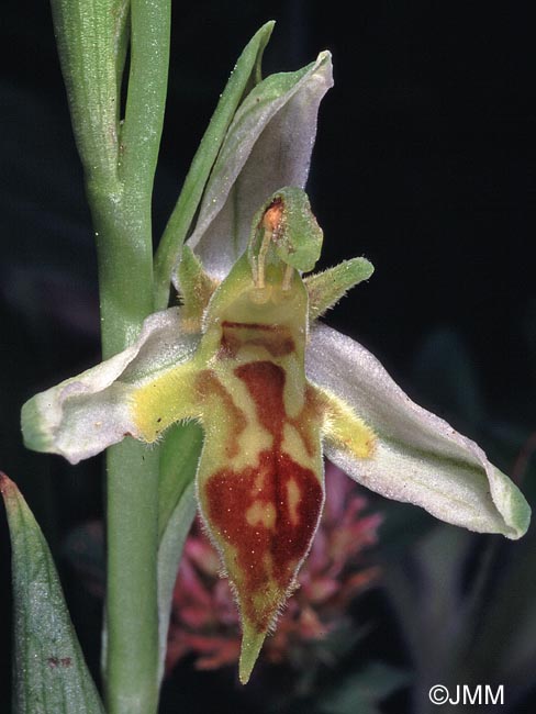 Ophrys apifera f. trollii