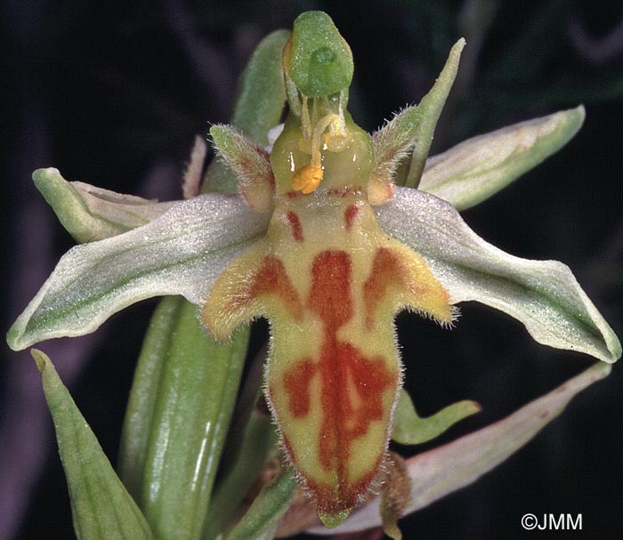 Ophrys apifera f. trollii