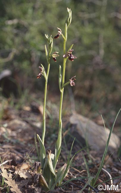 Ophrys cilicica