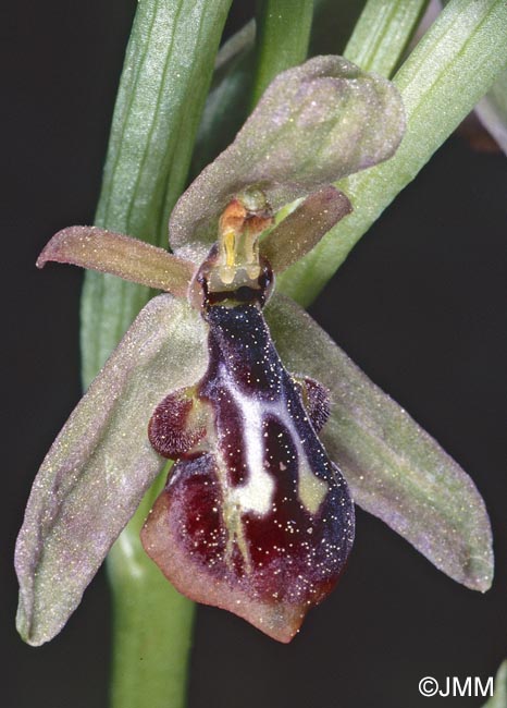 Ophrys cilicica