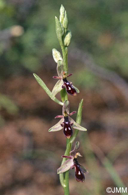 Ophrys cilicica