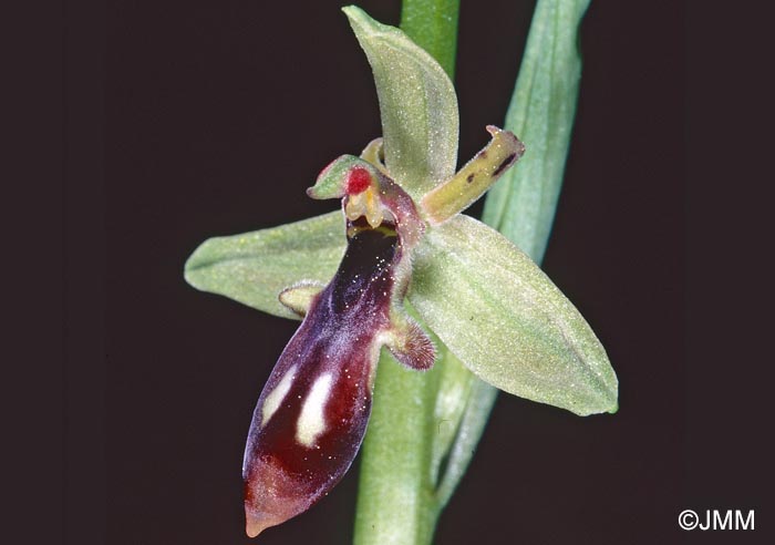 Ophrys cilicica