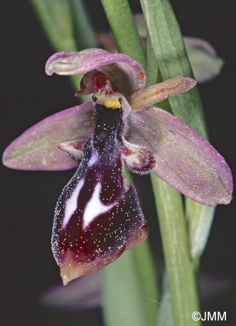 Ophrys cilicica