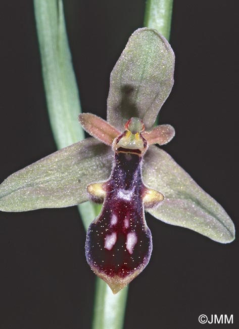 Ophrys cilicica