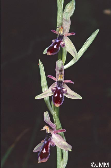 Ophrys cilicica