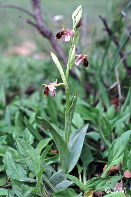 Ophrys hygrophila