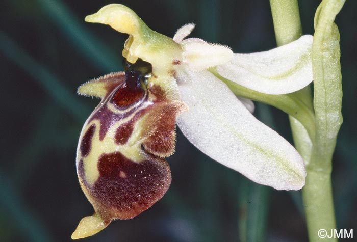 Ophrys hygrophila