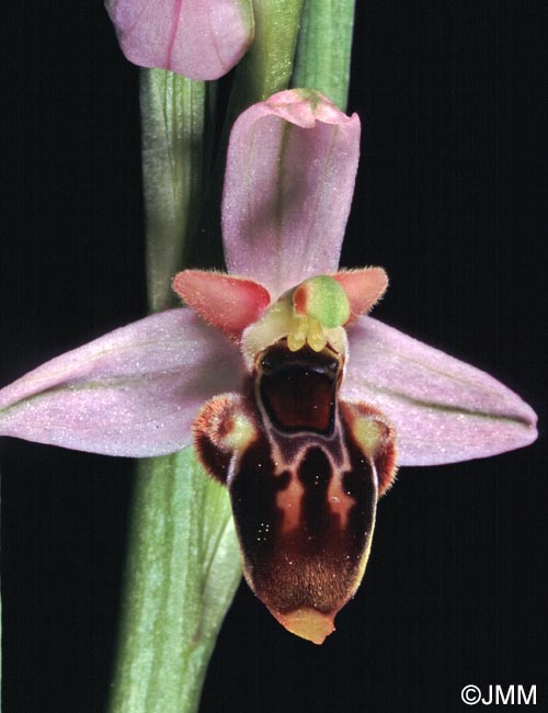 Ophrys hygrophila