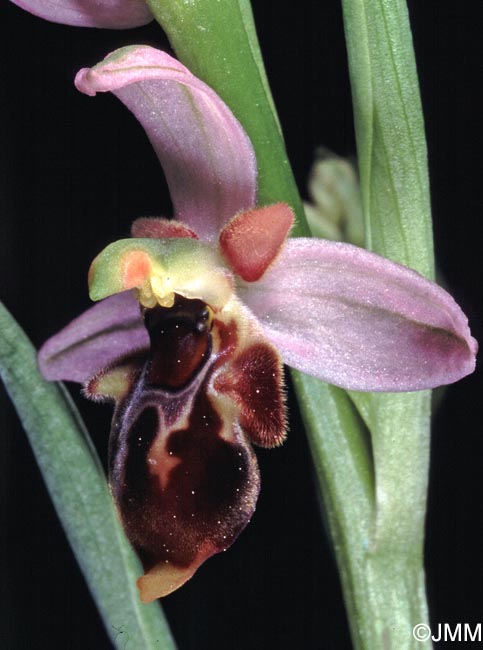 Ophrys hygrophila
