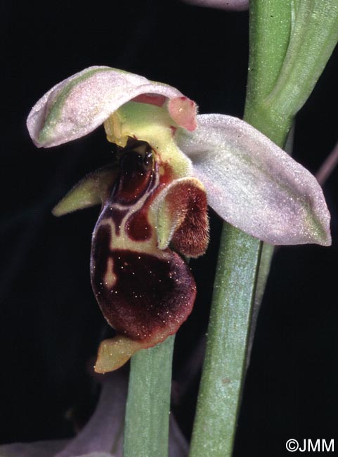 Ophrys hygrophila