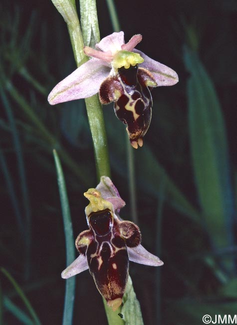 Ophrys hygrophila