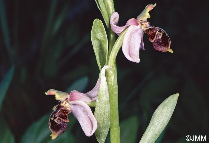 Ophrys hygrophila