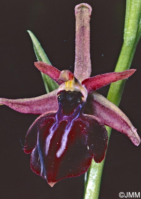 Ophrys iceliensis