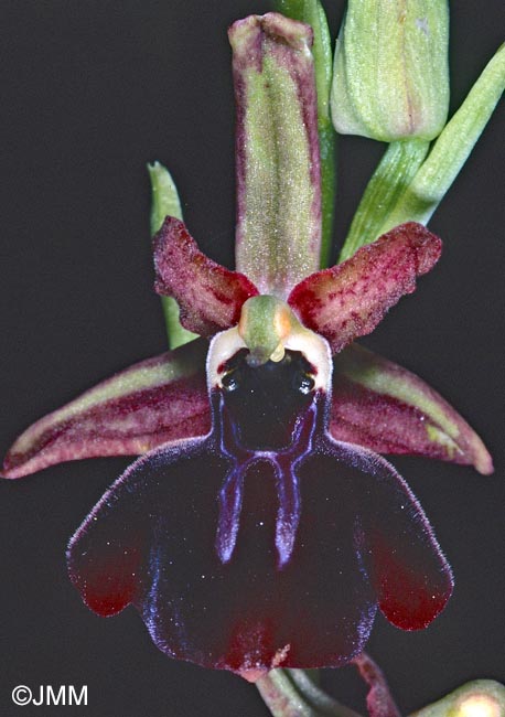 Ophrys iceliensis