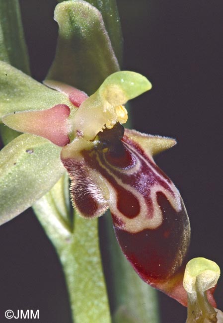 Ophrys isaura