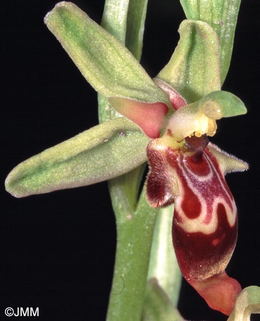 Ophrys isaura