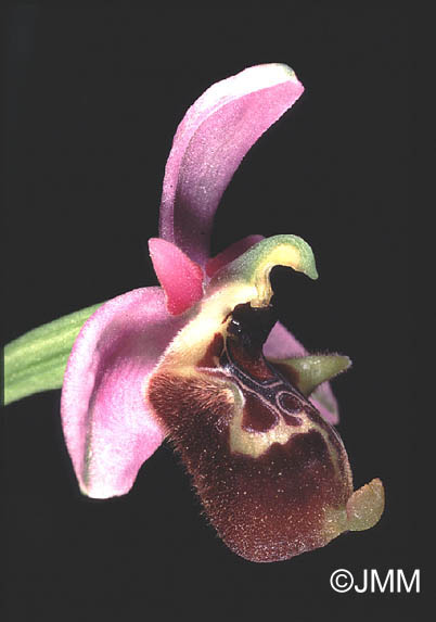 Ophrys lyciensis