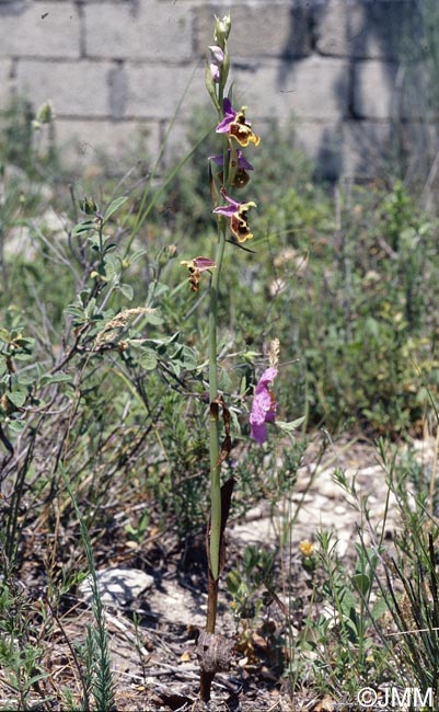 Ophrys oblita