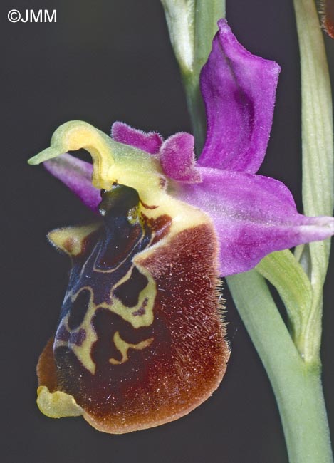 Ophrys oblita