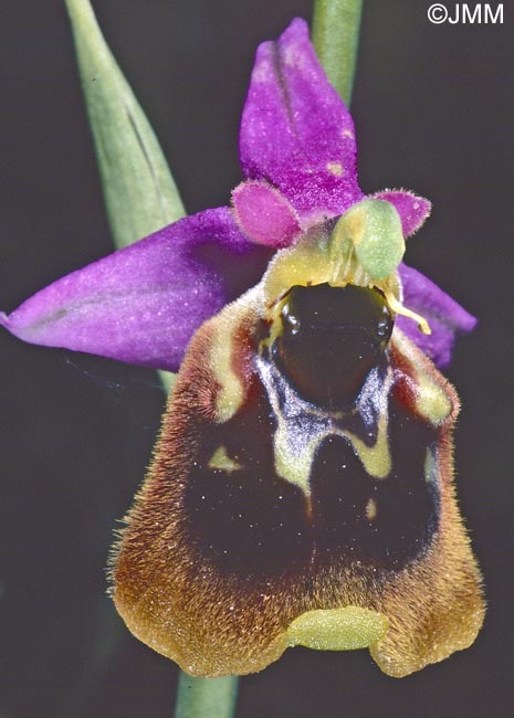 Ophrys oblita