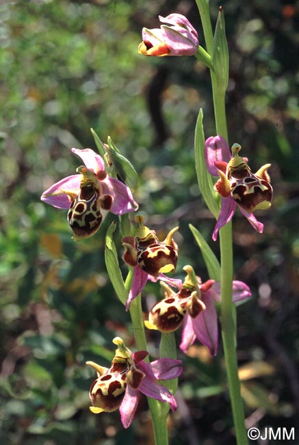 Ophrys phrygia