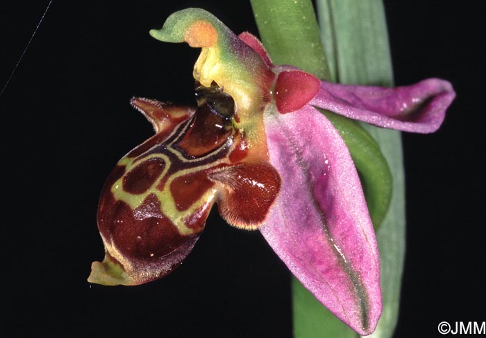 Ophrys phrygia