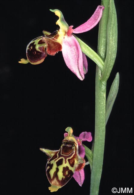 Ophrys phrygia