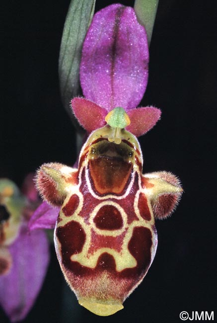 Ophrys phrygia