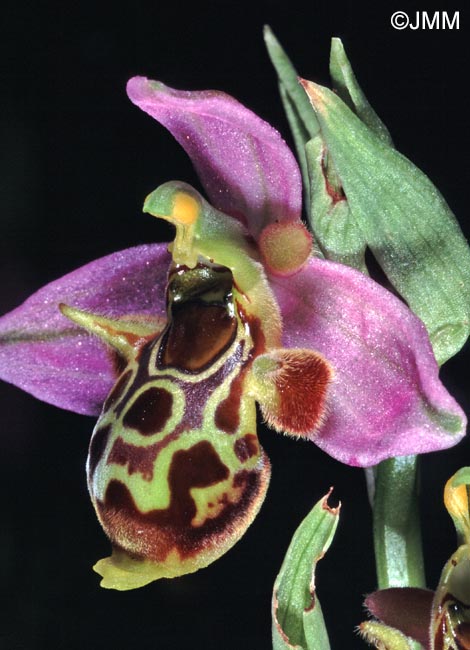 Ophrys phrygia