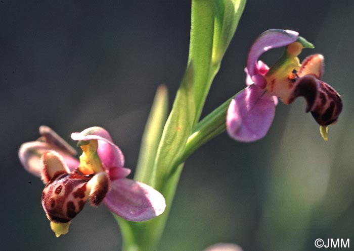 Ophrys schulzei