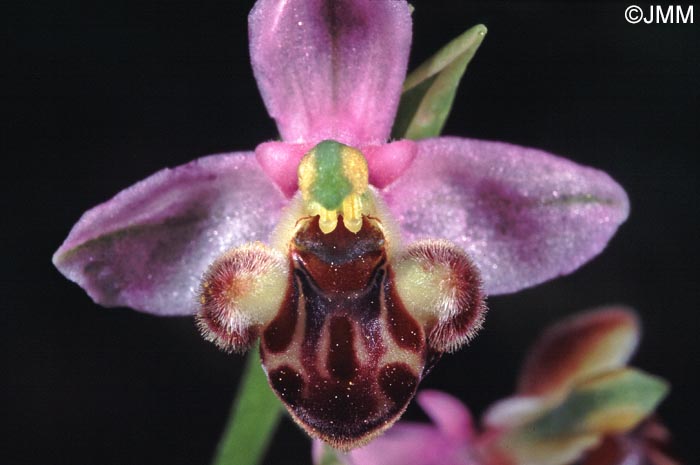 Ophrys schulzei