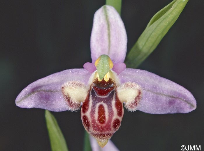 Ophrys schulzei