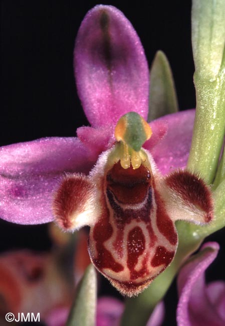 Ophrys schulzei