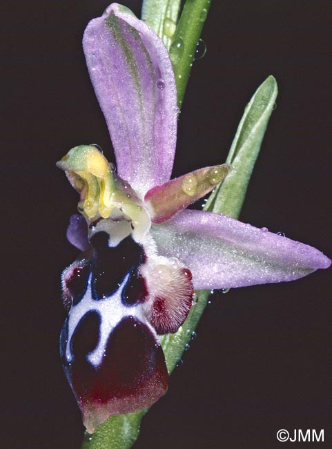 Ophrys straussii
