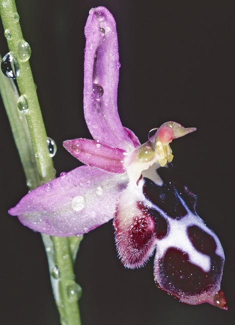 Ophrys straussii