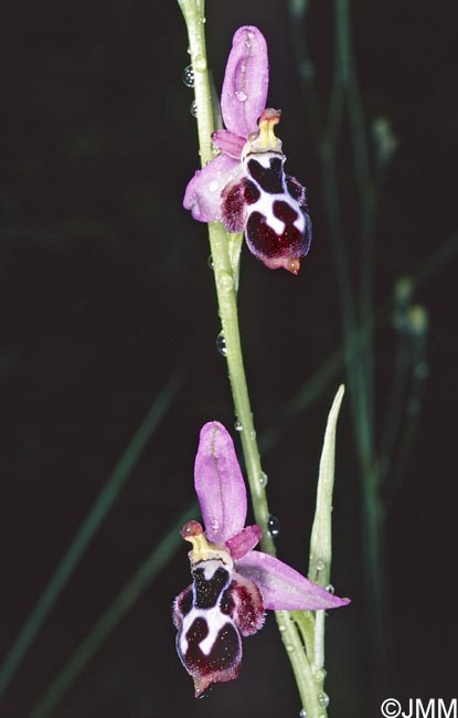 Ophrys straussii