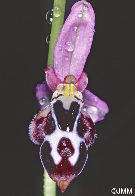 Ophrys straussii