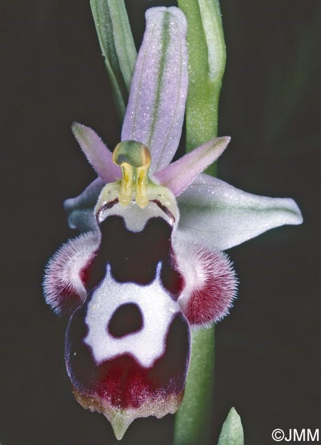 Ophrys straussii var. leucotaenia