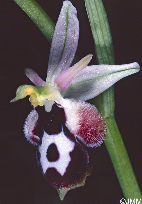 Ophrys straussii var. leucotaenia