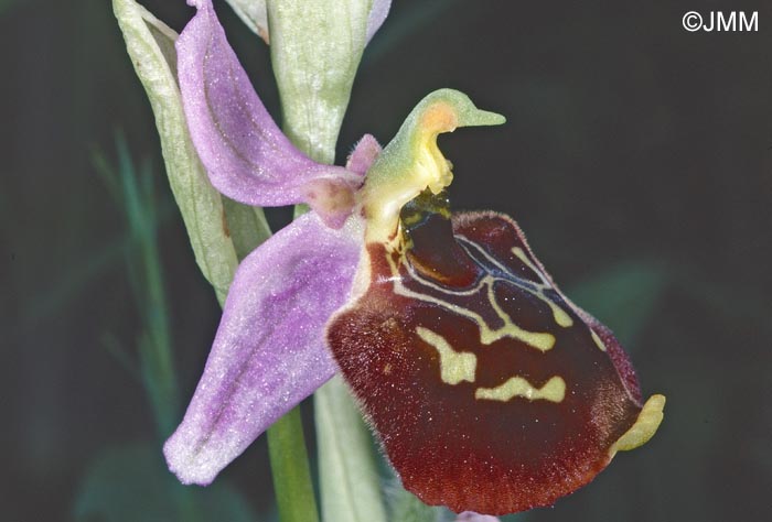 Ophrys toroslaria