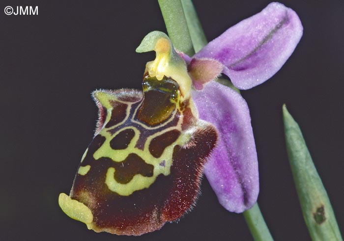 Ophrys toroslaria