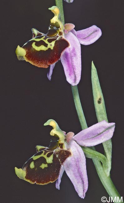 Ophrys toroslaria