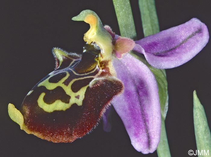 Ophrys toroslaria