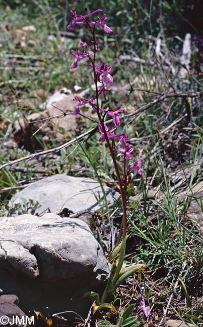Orchis anatolica = Androrchis anatolica