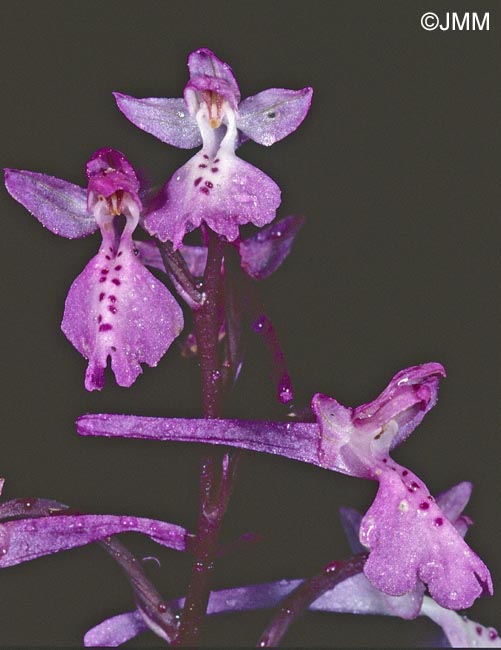Orchis anatolica = Androrchis anatolica