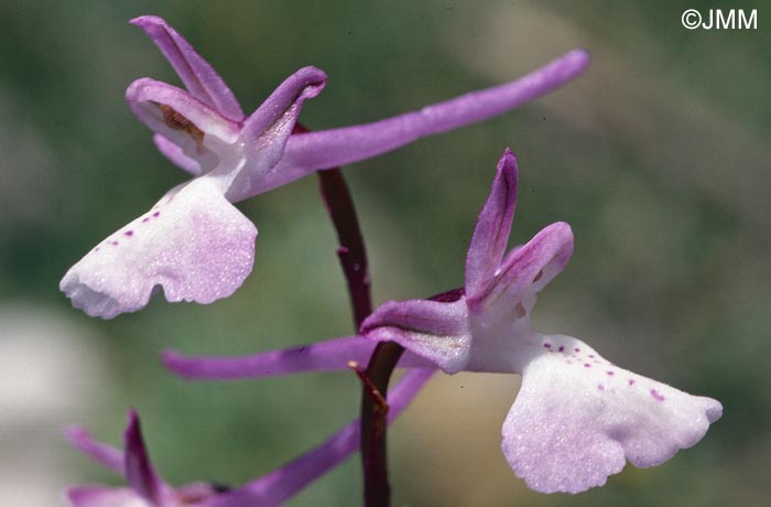 Orchis anatolica = Androrchis anatolica