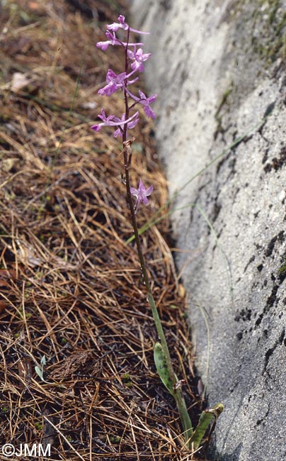 Orchis anatolica = Androrchis anatolica